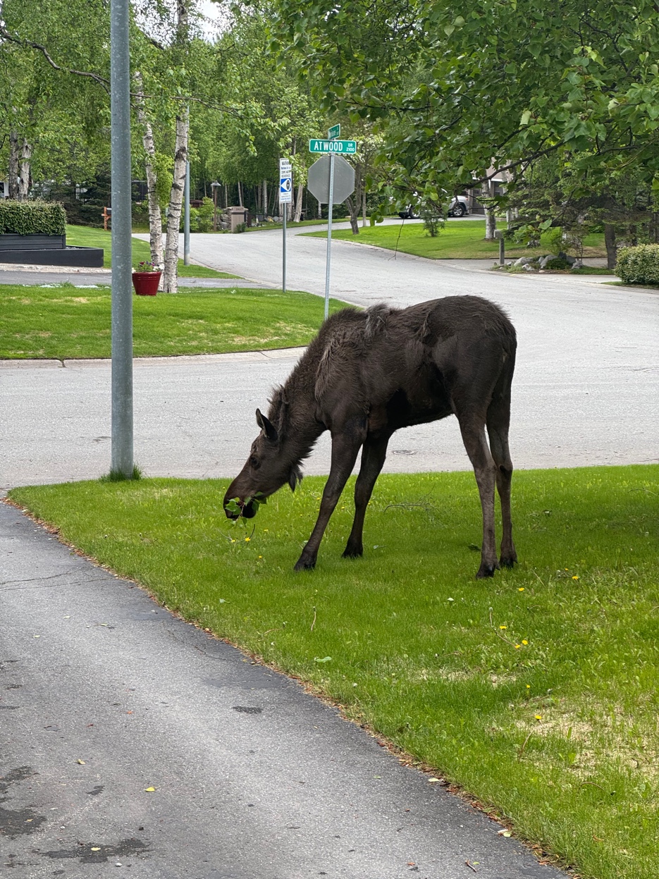 Neighborhood moose — Anchorage life