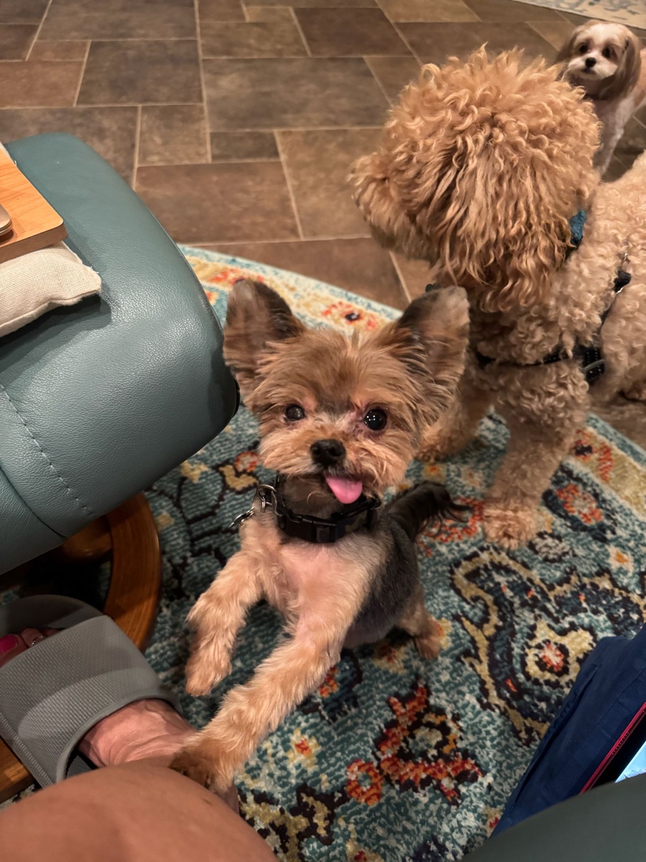 Atlas the Mighty — all three dogs